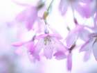 Blossom flowers in springtime Art Print