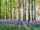 Bluebells covering forest floor Art Print