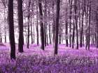 Bluebells covering forest floor Art Print