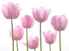 Tulips Art Print