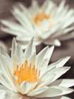 Water Lilies Art Print