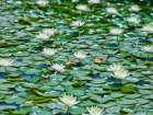 Water Lilies Art Print