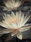 Water Lily Art Print