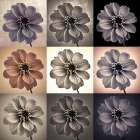 Collage of Dahlias flowers Art Print