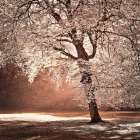 Autumn tree in sunlight Art Print