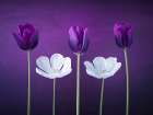 Tulip flowers in a row Art Print