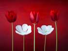 Tulip flowers in a row Art Print