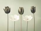 Tulip flowers in a row Art Print