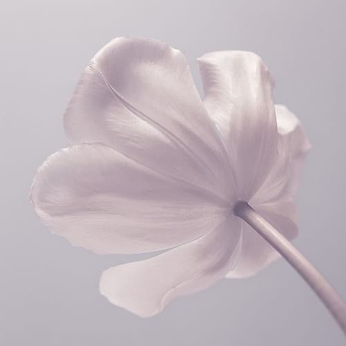 Tulip flower - Closeup Art Print