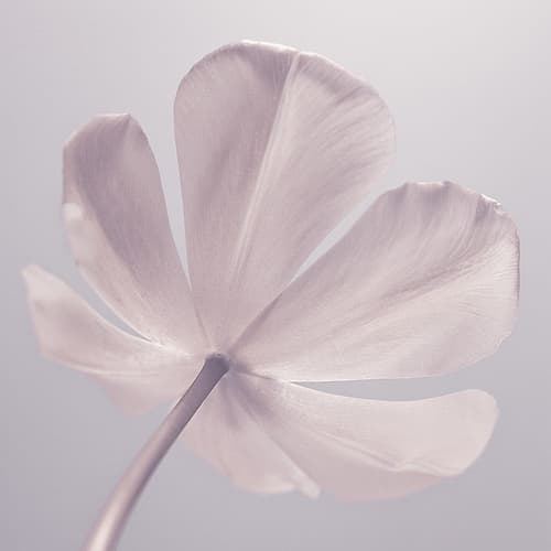 Tulip flower - Closeup Minimalist Print