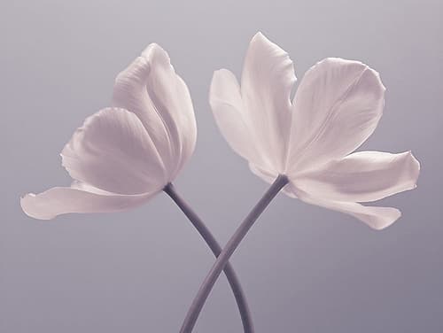 Two Tulip flowers Art Print