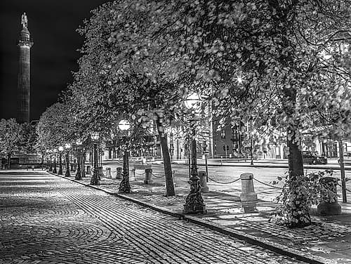 Row of trees at night Photography Print