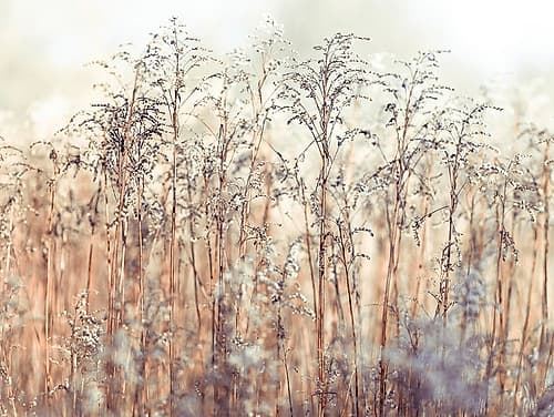 Grass Reeds Art Print