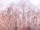 Grass Reeds Art Print