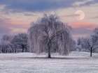 Tree covered in frost Landscape Print