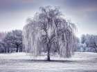 Tree covered in frost Art Print