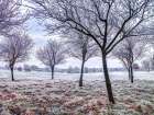 Trees in frosty field Art Print