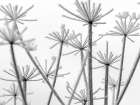 Frosty cow parsley Art Print