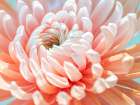 Chrysanthemum flower, extreme, close-up Art Print