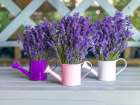 Watering cans with Lavender flowers Art Print