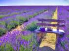 Bench in Lavender field Art Print