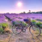 Bicycle with flowers in a Lavender field Art Print