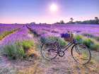 Bicycle with flowers in a Lavender field Art Print