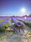 Bicycle with flowers in a Lavender field Art Print