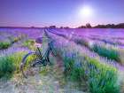 Bicycle with flowers in a Lavender field Art Print