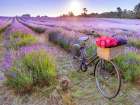 Bicycle with flowers in a Lavender field Art Print