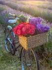Basket of flowers on a bicycle Art Print