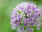 Allium flower, close-up Art Print