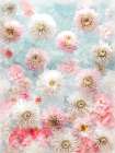 Dahlia Flowers Art Print