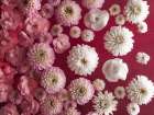 Dahlia Flowers, Full Frame Art Print