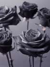 Close-up of Roses on colored background Art Print