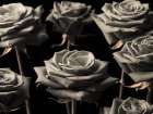 Close-up of Roses on colored background Art Print