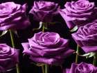 Close-up of Roses on colored background Art Print