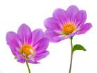 Purple colored Dahila flowers Art Print