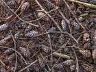 Pine cones and tree branches Art Print