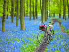 Bicycle in spring forest Art Print