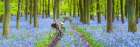 Bicycle in spring forest Art Print