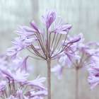 African Lilies Art Print