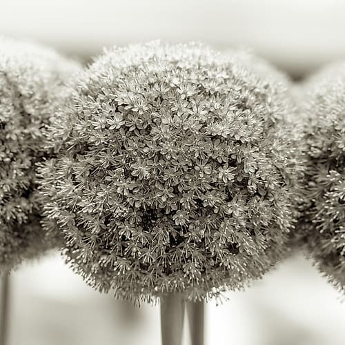 Allium flowers Art Print