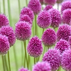Allium flowers Art Print