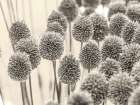 Allium flowers Art Print