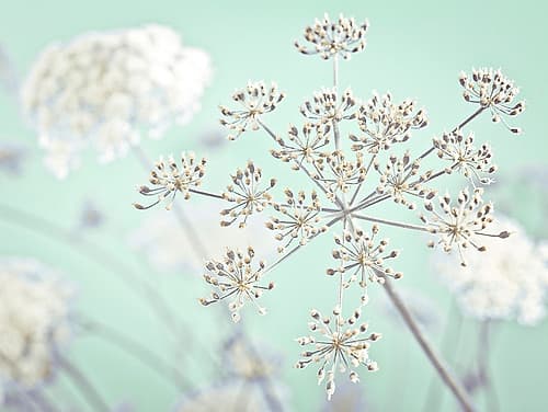 Cow parsley flower Art Print
