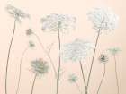 Cow parsley flowers on coloured background Art Print