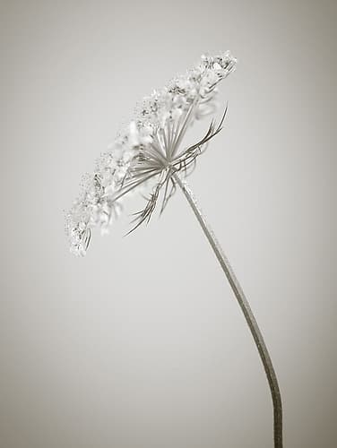 Cow parsley flower Art Print