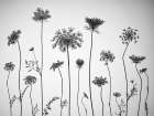 Cow parsley Art Print