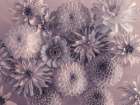 Full frame of mixed flowers Art Print